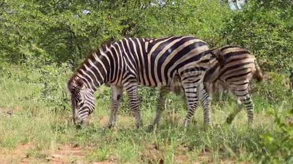 南非大草原的斑马吃草视频的预览图