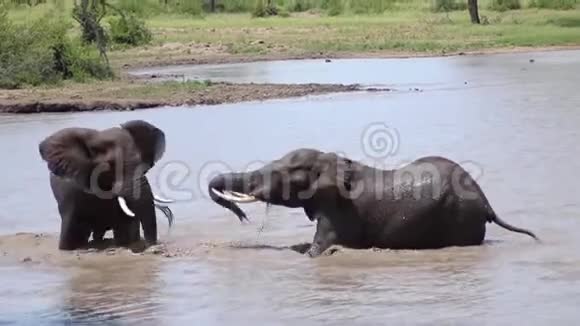 两头大象在河里迎面而来视频的预览图