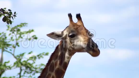 长颈鹿在夏天的天空后面视频的预览图