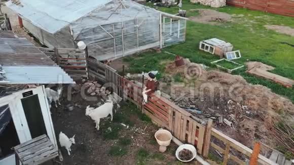 村里的俄国孩子在谷仓和山羊中间视频的预览图