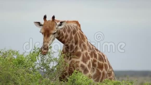 长颈鹿吃小树的叶子视频的预览图