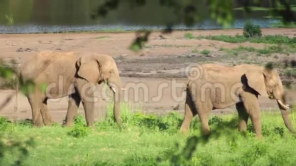 草原景观上吃草的大象配对视频的预览图