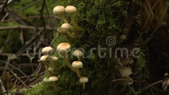 小蘑菇生长在树上视频的预览图