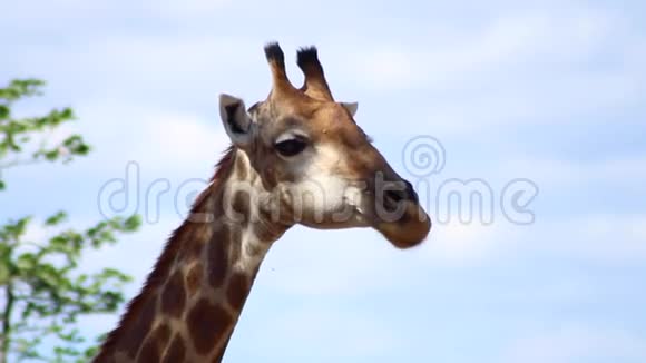 长颈鹿翻膜出口的脸视频的预览图