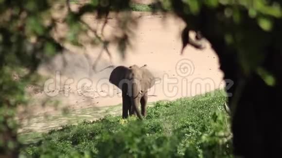 大象站在草原草地上视频的预览图