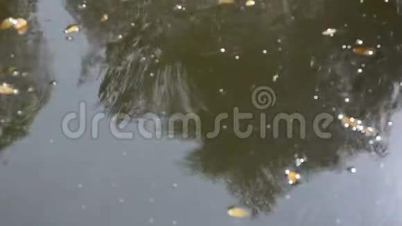 天然运河中水波的反射视频的预览图