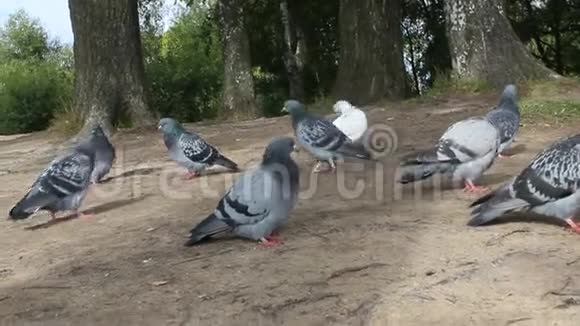 下午城市公园里的鸽子视频的预览图
