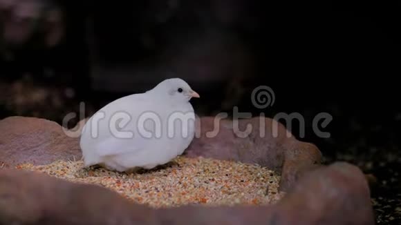小白鸟吃种子视频的预览图