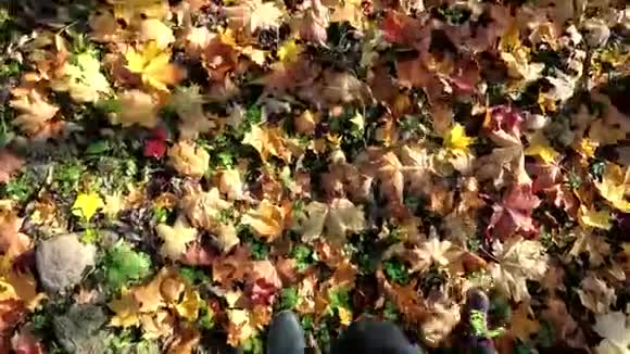 成人和儿童的双腿在公园的五颜六色的秋叶上行走视频的预览图