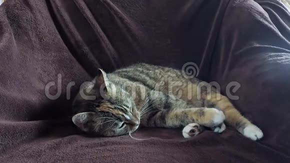 猫躺在椅子上视频的预览图