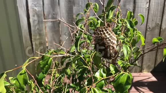黄蜂聚集在一棵小树上的巢上靠在木栅栏上4K视频的预览图