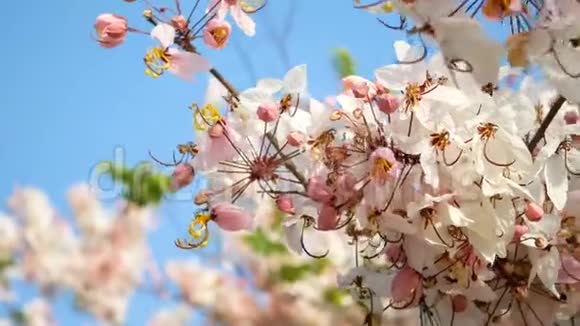 4K美丽的盛开的粉红色花朵在春天的季节被风吹拂背景是蓝天复制空间视频的预览图