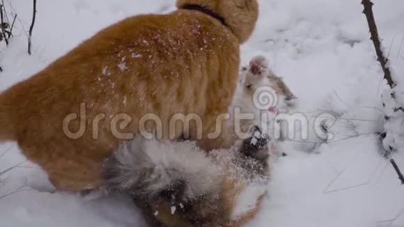 雪中两只猫在街上激烈的战斗猫向小猫调情交配季节体育的概念视频的预览图