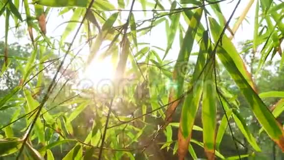 阳光透过绿叶竹林闪烁视频的预览图