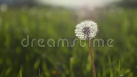 独自蓬松的蒲公英摇曳在风特写野生动物花背景草视频的预览图