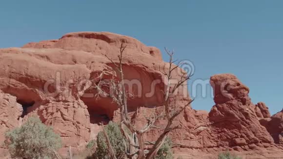 沙漠中的一棵枯死树在橙色岩石形成的背景下视频的预览图