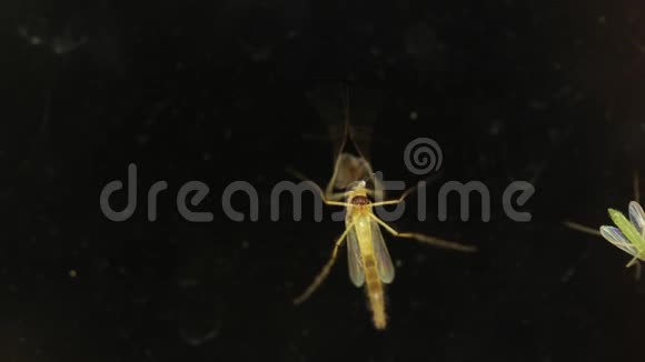 窗户上的昆虫视频的预览图