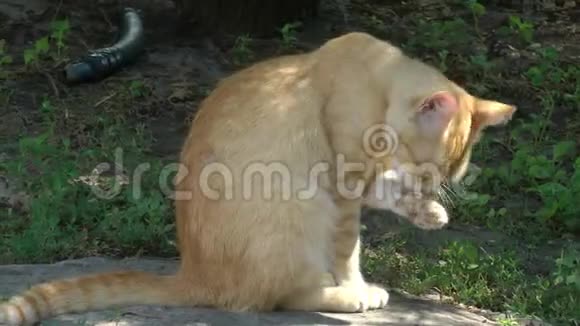 街上的猫用爪子洗脸视频的预览图