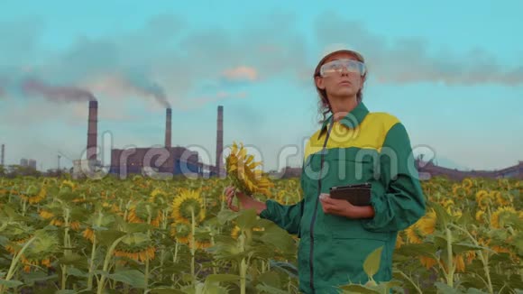 女农艺师用试管在日落的背景上检查向日葵视频的预览图