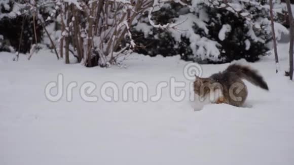 慢动作家猫在院子里玩可爱享受初雪玩得开心宠物概念冬日视频的预览图