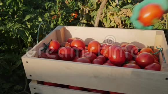 农夫把红西红柿放在木箱里特写视频的预览图