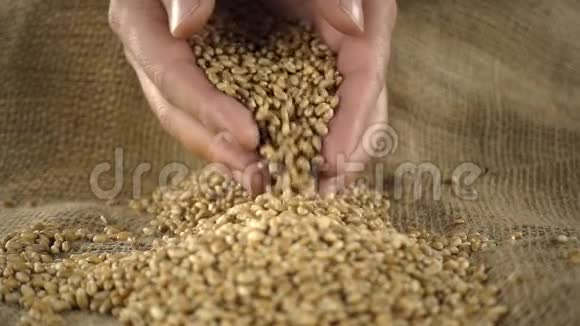 农夫手从一堆麦粒中抓起麦粒慢动作视频的预览图