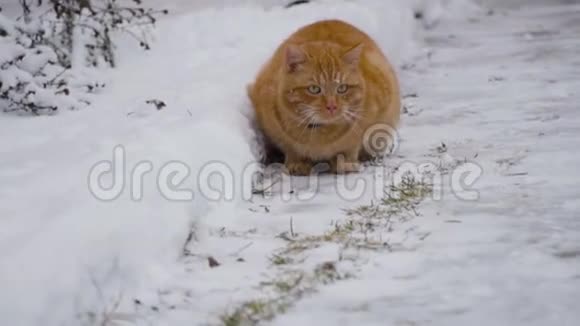 慢动作家猫在院子里玩可爱享受初雪玩得开心宠物概念冬日视频的预览图