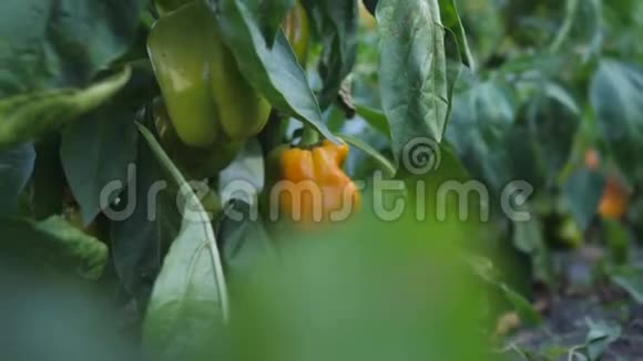 在温室的特写镜头里种植甜椒新鲜多汁的青黄椒在树枝上特写视频的预览图