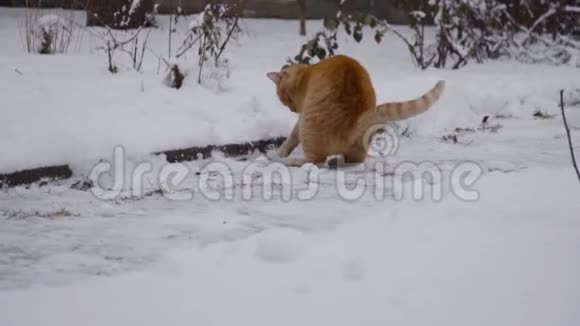 慢动作家猫在院子里玩可爱享受初雪玩得开心宠物概念冬日视频的预览图