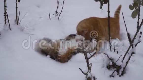 在雪地里两只猫在街上的激烈战斗猫对小猫调情交配季节体育的概念视频的预览图