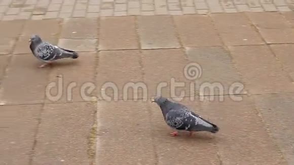 两只鸽子在人行道的瓷砖上然后第三只到了视频的预览图