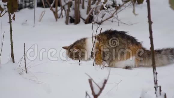 慢动作家猫在院子里玩可爱享受初雪玩得开心宠物概念冬日视频的预览图