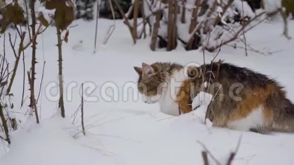 家猫在院子里玩可爱享受第一场雪玩得开心宠物概念冬季视频的预览图