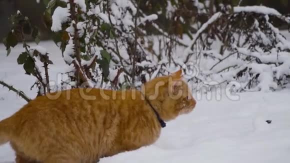 慢动作家猫在院子里玩可爱享受初雪玩得开心宠物概念冬日视频的预览图