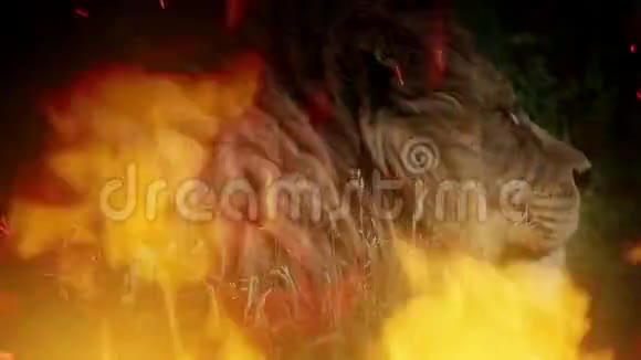 大狮子在火焰中转身看着镜头视频的预览图