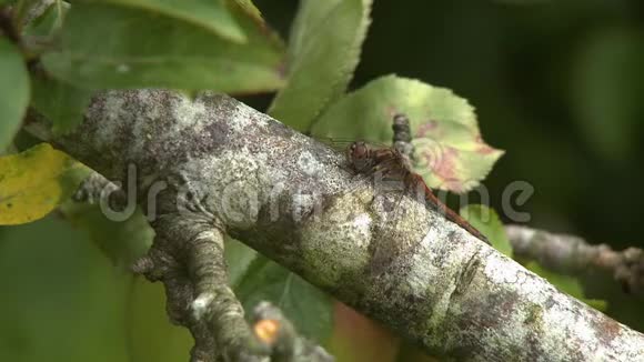 树枝上的蜻蜓视频的预览图