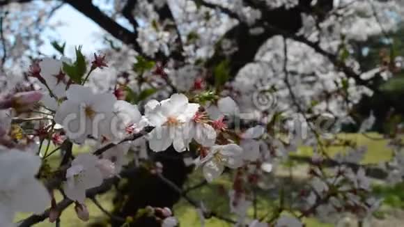 细看樱花视频的预览图