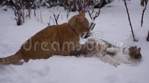 在雪地里两只猫在街上的激烈战斗猫对小猫调情交配季节体育的概念视频的预览图