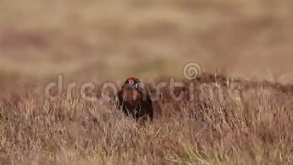 一只令人惊叹的红松鸡拉各布斯拉各布斯在一个大风天在苏格兰高地的草地和石南丛中遮掩视频的预览图