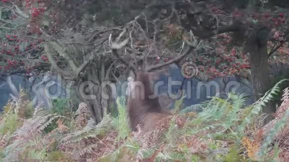 一只美丽的红鹿塔格塞露丝在车辙季节与一棵树的树枝搏斗视频的预览图