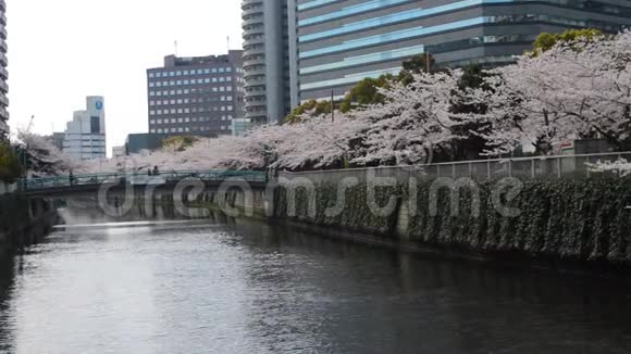 河边的樱花树视频的预览图