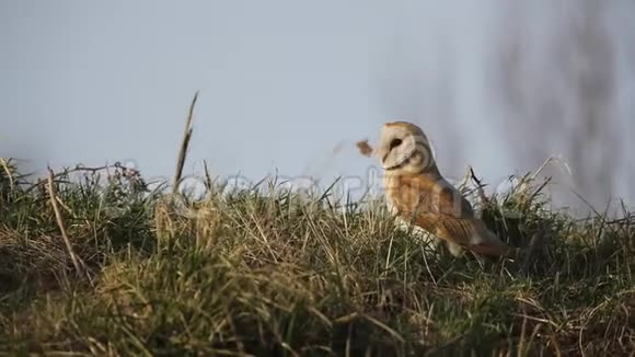 一只令人惊叹的猫头鹰泰托阿尔巴栖息在草地上它一直在寻找食物吃视频的预览图