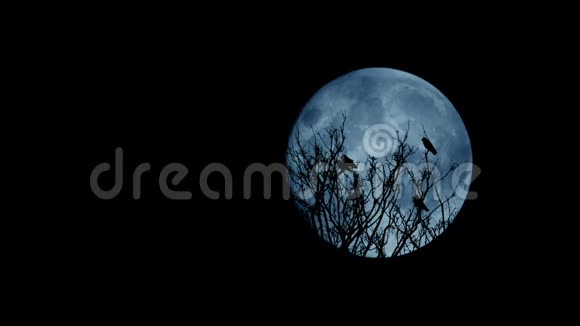 鸟儿从树上飞过月亮照亮视频的预览图