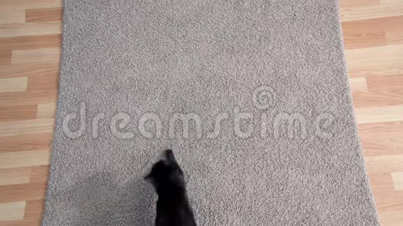 黑猫在客厅干净的地毯上留下泥泞的脚印视频的预览图