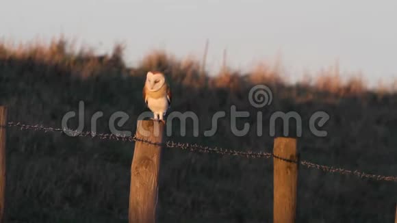 清晨一只令人惊艳的谷仓猫头鹰泰托阿尔巴栖息在栅栏上它正沿着田野的边缘猎食视频的预览图