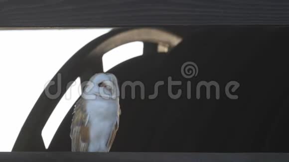 一只令人惊叹的猫头鹰泰托阿尔巴栖息在一座农场建筑的屋顶上视频的预览图