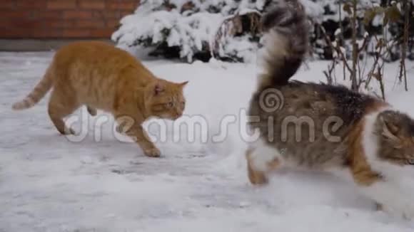雪中两只猫在街上激烈的战斗猫向小猫调情交配季节体育的概念视频的预览图