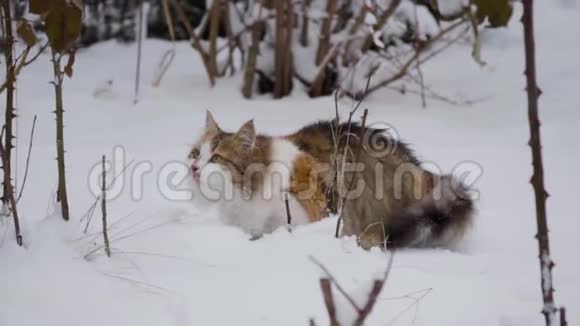 慢动作家猫在院子里玩可爱享受初雪玩得开心宠物概念冬日视频的预览图