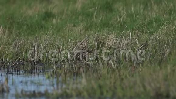 一群美丽的蛇加里纳戈加里纳戈在水边的草地上休息喂食和捕食视频的预览图