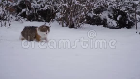 家猫在院子里玩可爱享受第一场雪玩得开心宠物概念冬季视频的预览图